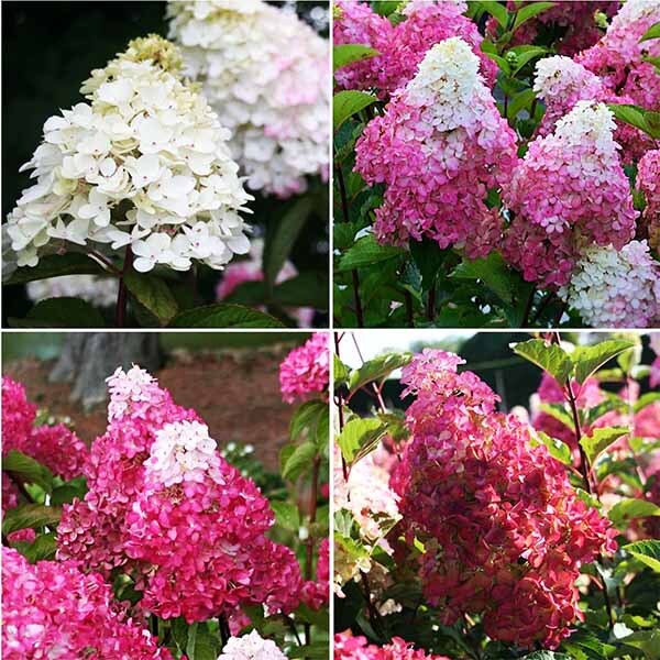 Гортензия метельчатая Фрайз Мельба. (Hydrangea paniculata ...