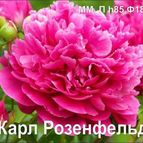 Купить Пион Карл Розенфельд /-/ в питомнике в Москве ...