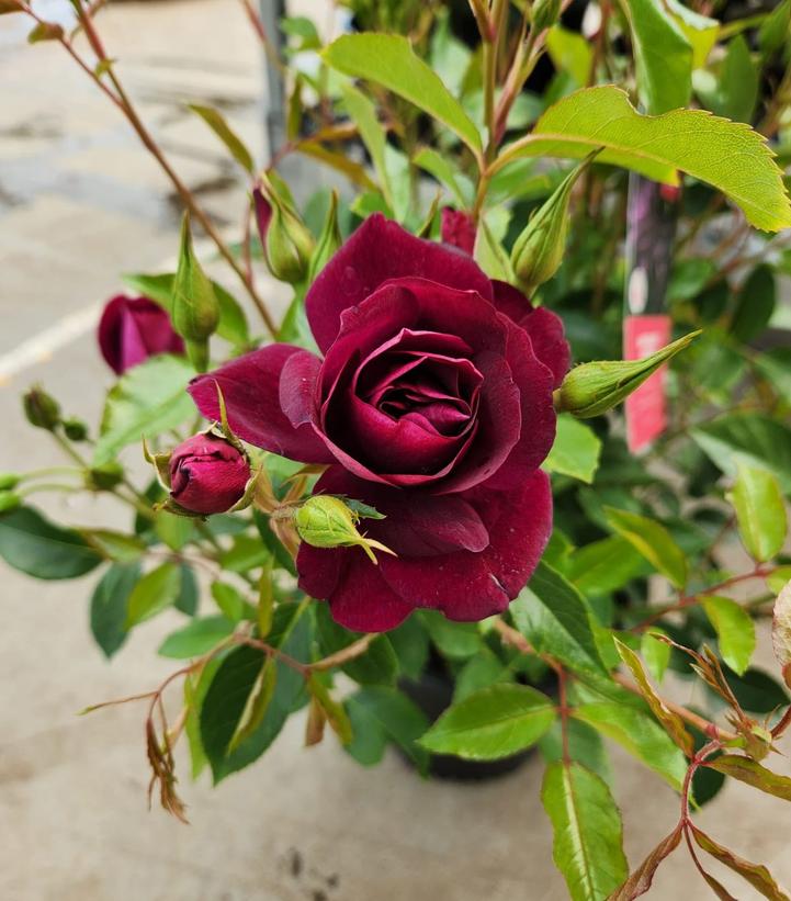 BURGUNDY ICEBERG ROSE 200MM – Poppy's ...