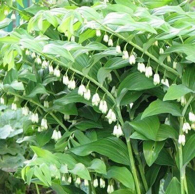 Купена многоцветковая (Polygonatum multiflorum `Variegatum ...