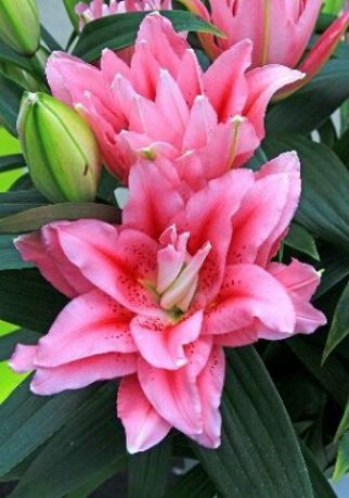 Roselily Bulbs - Pink Mix | Flower Bulbs | Eden Brothers