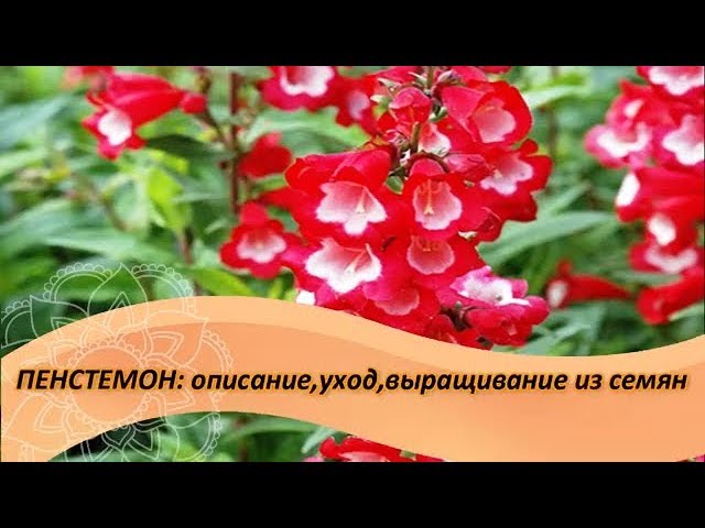 Многолетнее цветочное растение - Penstemon Cherry Sparks ...