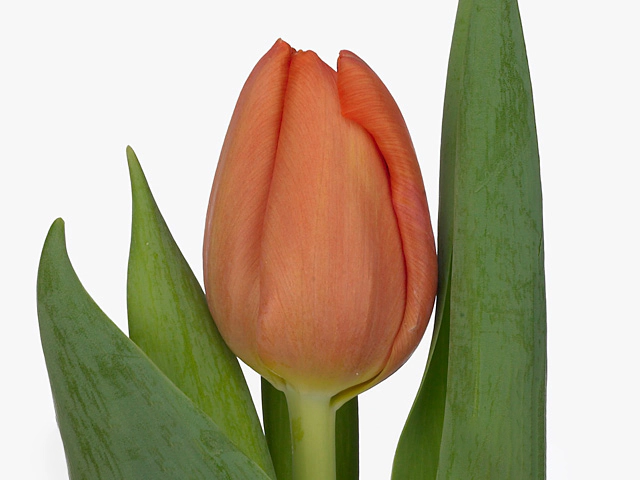 tulipa van eijk), 25 ...