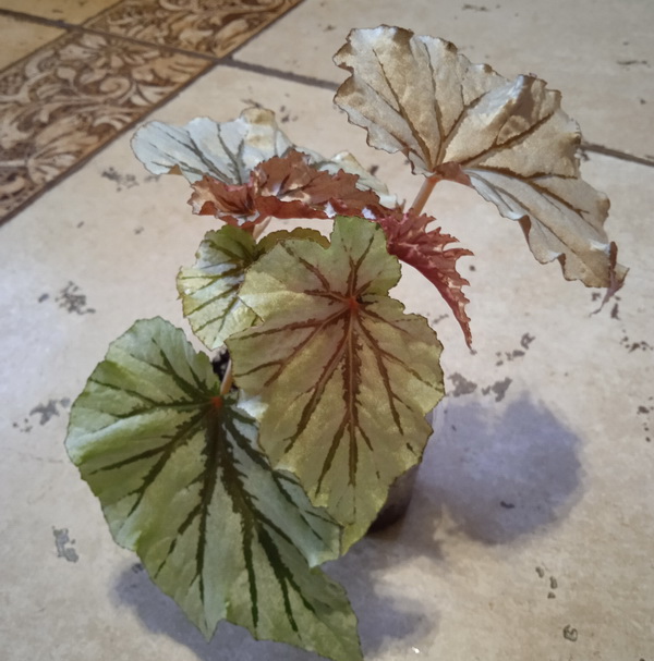 Begonia Pedatifida | BEGONIA Collection (Коллекция БЕГОНИЙ)