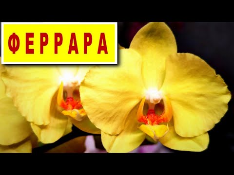 Орхидея Phalaenopsis Ferrara peloric (цветет, УЦЕНКА)