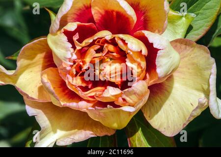 Paeonia itoh 'Orange Victory' - buy Peonies at Coolplants