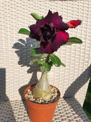 Adenium obesum, известный как роза ...