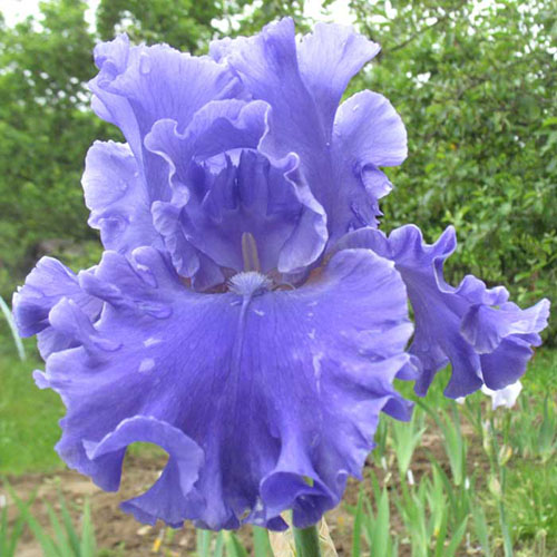 TB – Tall Bearded Irises : SEA POWER ...