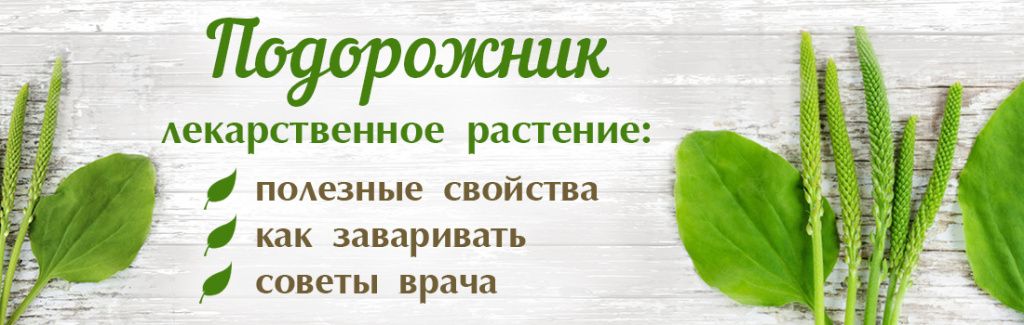 Череда: лечебные свойства и противопоказания - Рамблер/новости