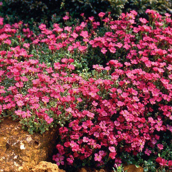 Обриета «Одри» (Aubrieta hybrida «Audrey») - Флора-спектр ...