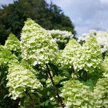 Hydrangea paniculata ...