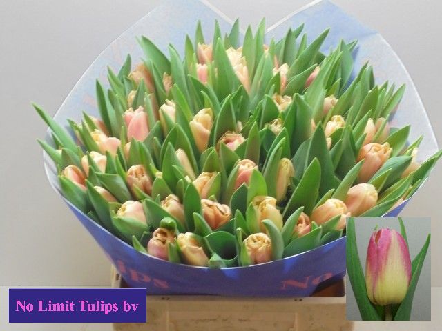 Tulipa (Single Late) 'Chica Dura' TU EN CHICA DURA | Tulipa ...