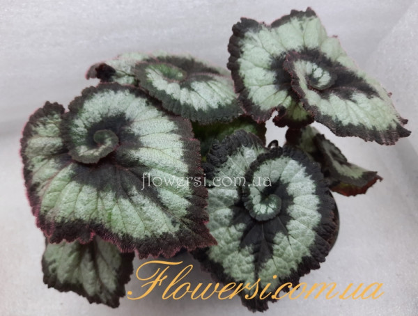 How to Grow and Care for Wax Begonia Indoors