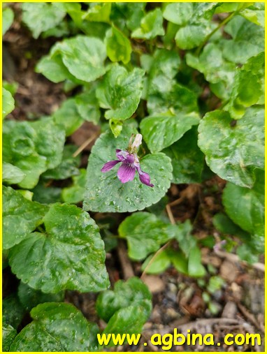 Бадан сердцелистный (Bergenia cordifolia `Rotblum`) - Рокарии ...