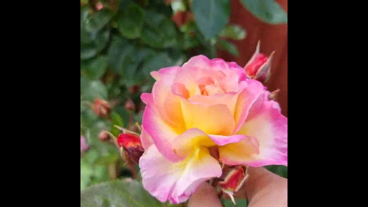 Super Hero Rose | Gertens Garden Center