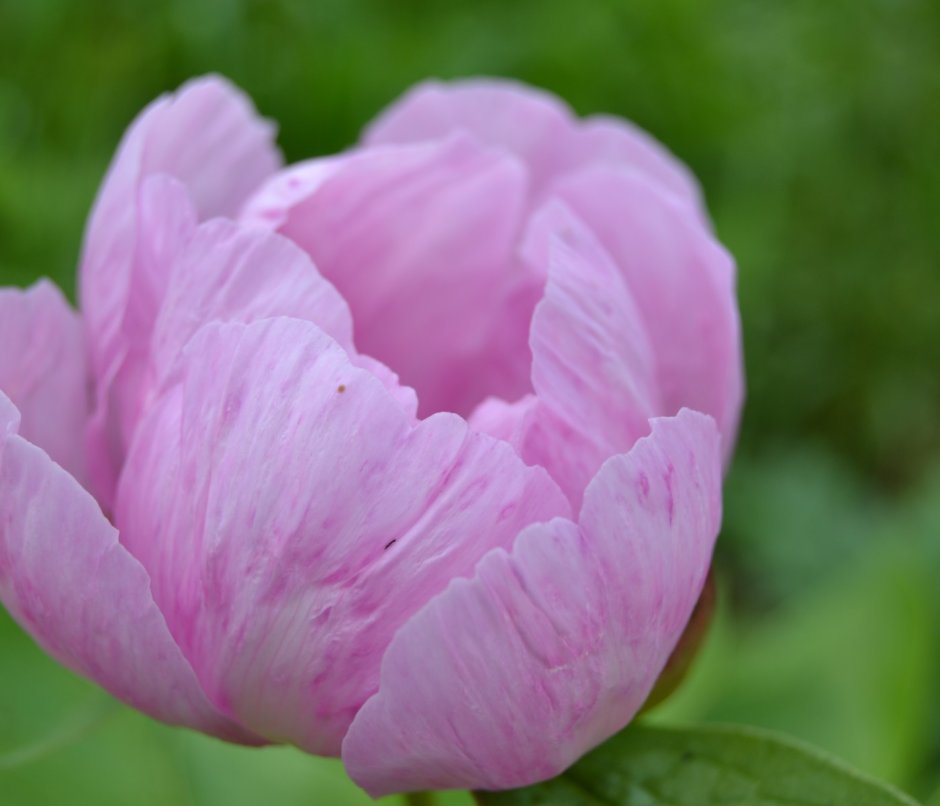 Why do my peonies always end up looking ...