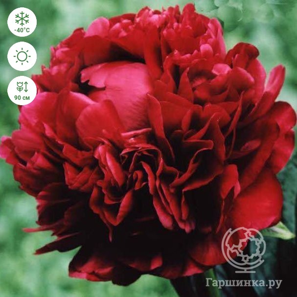 Пион Генри Бокстос (Paeonia Henry Bockstoce) купить в Москве ...