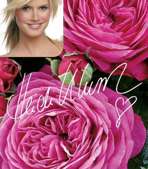 Heidi Klum Rose (Хайди Клум Роуз), Tantau Германия, 1999 ...