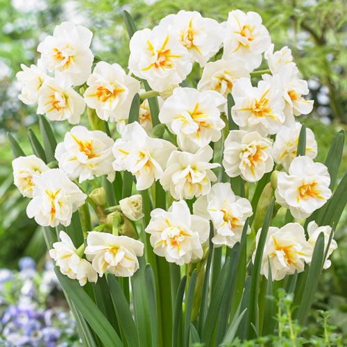 Narcissus Sir Winston Churchill ...