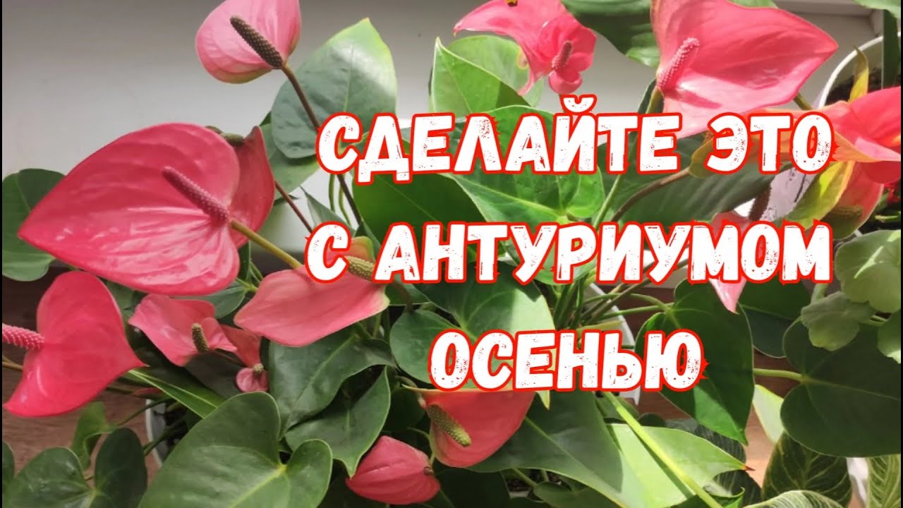 Антуриум – описание, уход в домашних ...