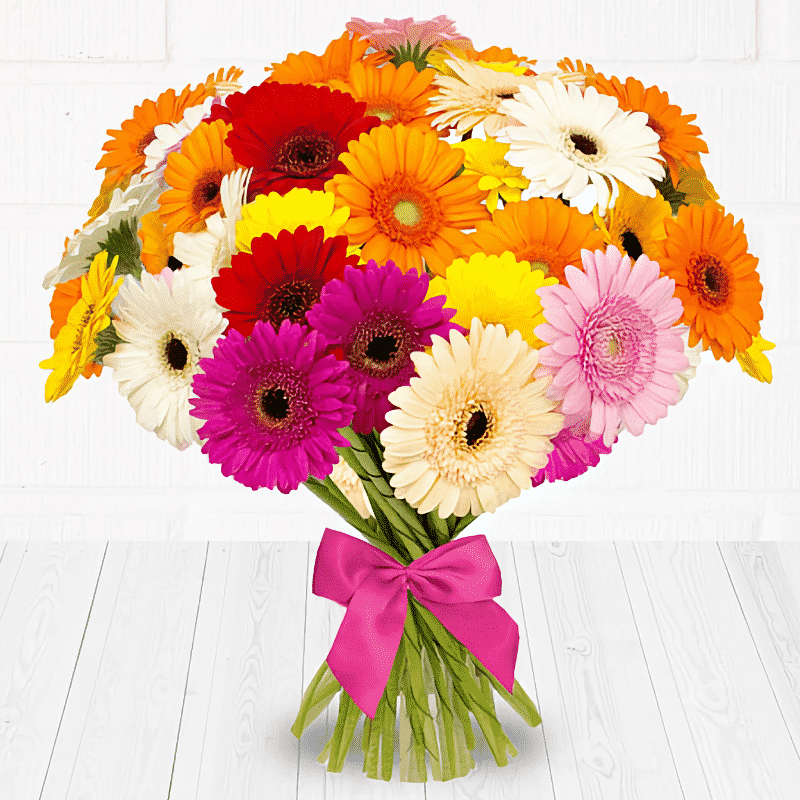 NEW Mini Gerbera (Bundle 36) Yellow - Village Green