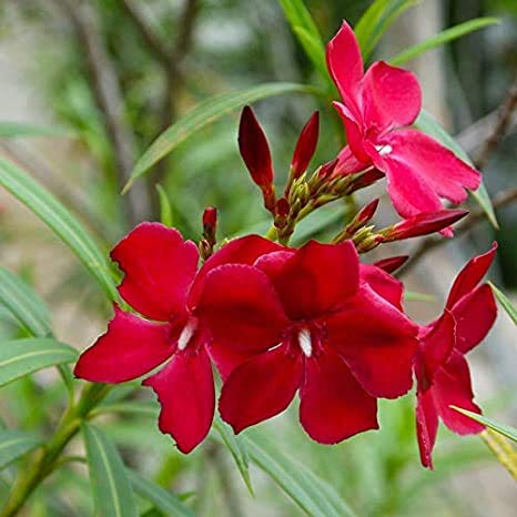 Олеандр (Nerium Oleander) в ассортименте Купить в Симферополе ...