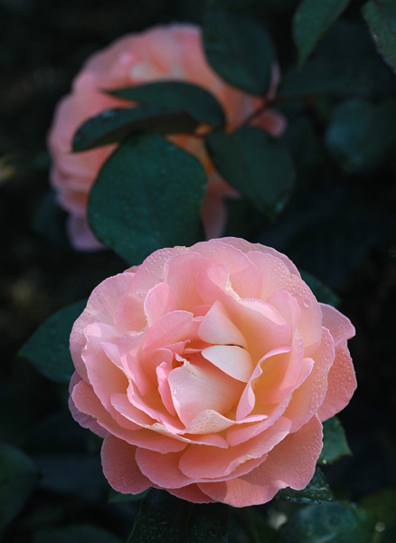 Файл:Rosa 'Old Blush'.jpg — Википедия