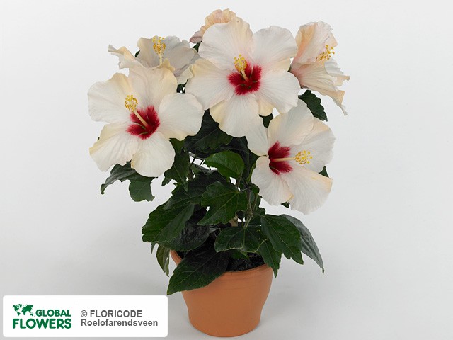 Hibiscus Rosasinensis Это Цветущее Растение Известное Как ...