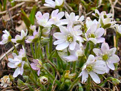 Печеночница благородная Сyaneus Pleno ...