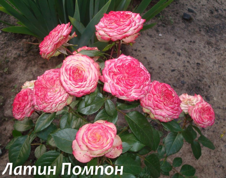 Заказать Rosa tros Latin Pompon Freelander с доставкой - Bloom.by