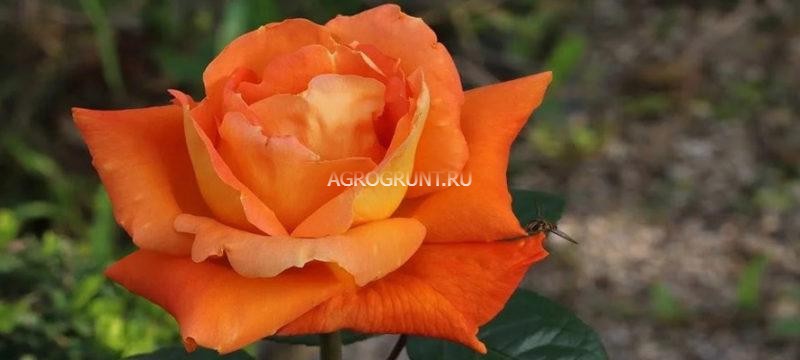 Miracle on the Hudson | Certified Roses® | Our Plant ...