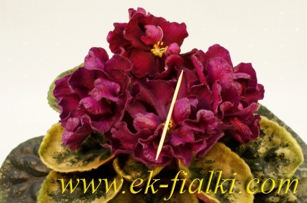 Скачать картинки African violet, стоковые фото African violet ...