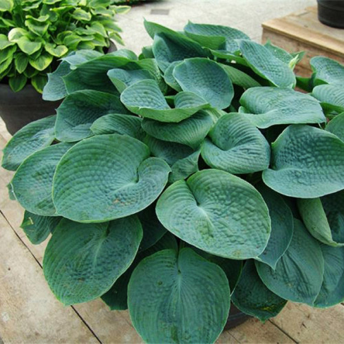 Hosta American Halo — Плідник Круглик