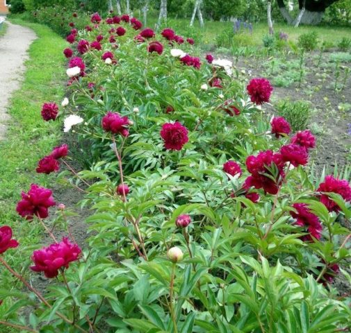 Пион Петер Бранд (Paeonia Peter Brand) купить в Москве по ...