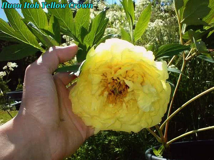 Itoh Peony (Paeonia 'Yellow Crown ...