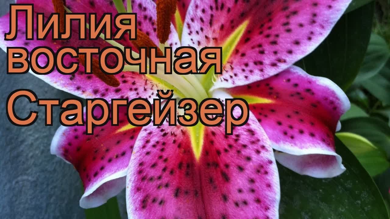 Лилия Star Gazer (Старгейзер)🌷 - купить луковицы и клубни в ...