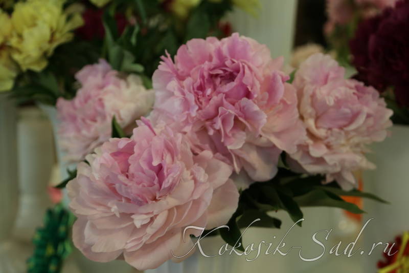 Peony Giant spray Pink ...