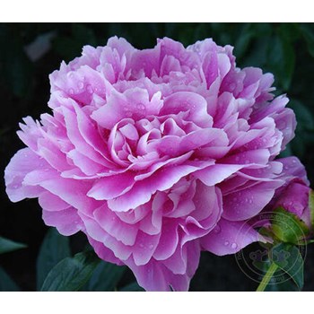 Пион Paeonia Etched Salmon