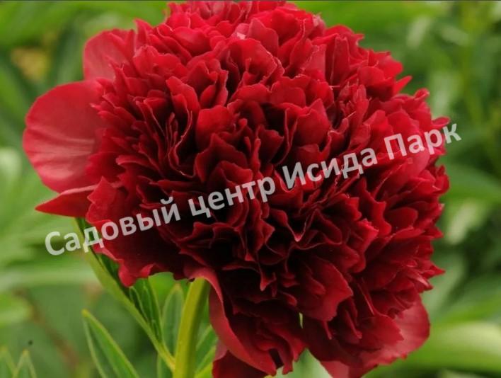 Paeonia Diana Parks Пион Диана Паркс