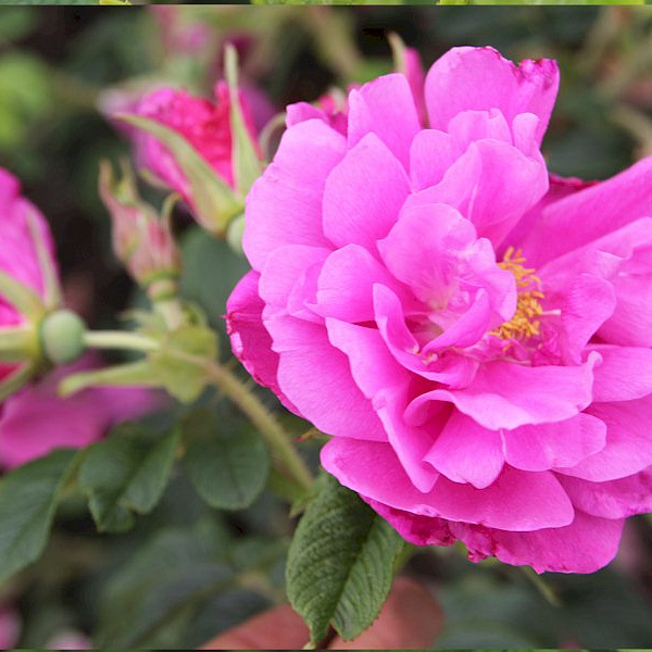 Роза морщинистая (Rosa rugosa)