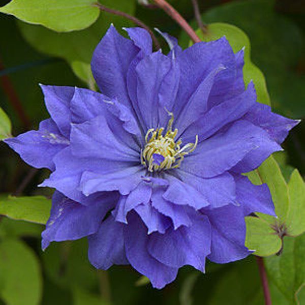 Clematis 'Omoshiro' - GARDENIDEA