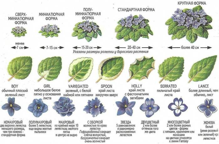Сенполия. Узамбарская фиалка. Уход, выращивание, размножение ...