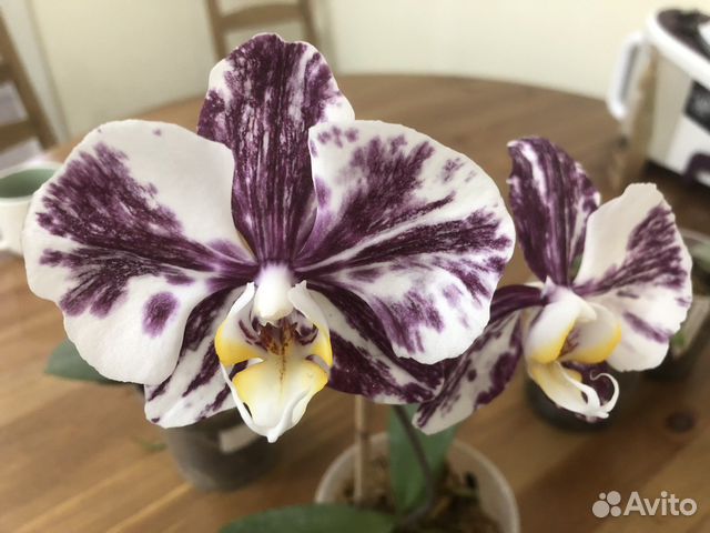 Vanda Chocolate Red - Орхидеи, орхидеи ...