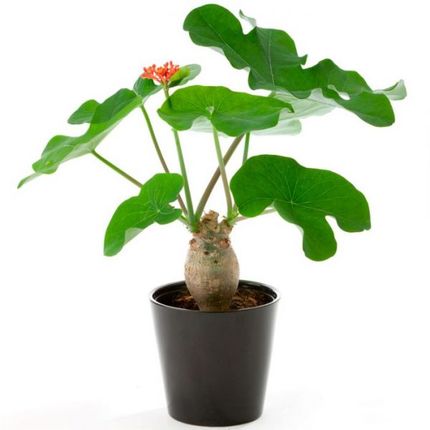 Ятрофа куркас (Jatropha curcas)