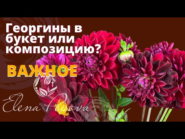 Букет 51 бело-розовых георгин купить с доставкой в СПб