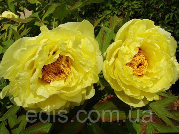 Itoh Peony Yellow Crown | K. van ...