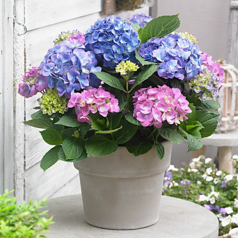 Гортензия (Hydrangea) саженцы в blumgarden.ru