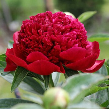 Paeonia Lactiflora (D) Red Magic | Passiflora.ru - Сервис ...