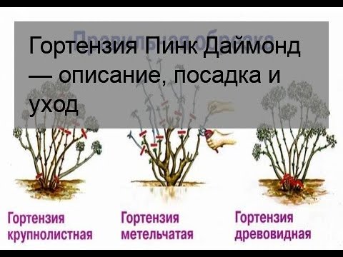 Гортензия Пинк Даймонд — описание ...