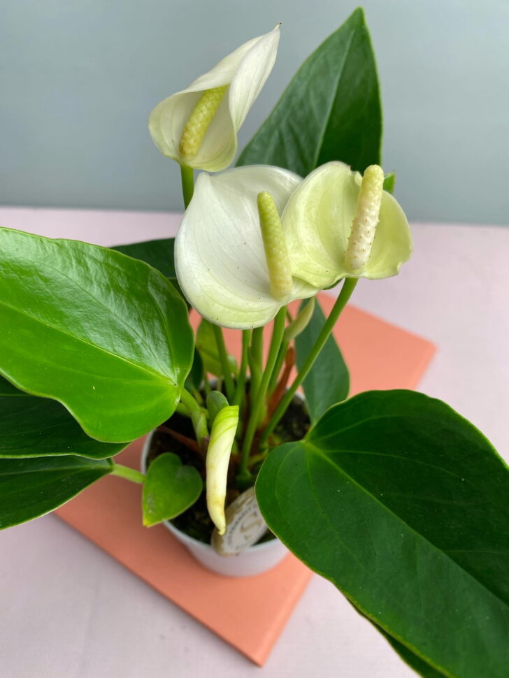 Anthurium White Champion (17 cm Topf) | Orchideen-Wichmann